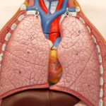 Afecțiuni pleurale: revărsatul pleural și empiemul pleural