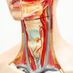 model_anatomic_carotide